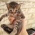 ANNEYE VE BEBİŞLERE YUVA ARIYORUZ (SÜTTEN KESİLDİKTEN SONRA) fotoğraf