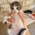 ANNEYE VE BEBİŞLERE YUVA ARIYORUZ (SÜTTEN KESİLDİKTEN SONRA) fotoğraf