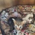 ANNEYE VE BEBİŞLERE YUVA ARIYORUZ (SÜTTEN KESİLDİKTEN SONRA) fotoğraf
