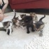 Anne ve yavrular fotoğraf