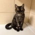 Sokakta bulunan Exotic Shorthair fotoğraf