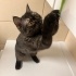 Sokakta bulunan Exotic Shorthair fotoğraf