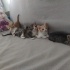5 KARDEŞ YUVA ARIYOR.