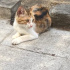 Calico dişi 3 aylık