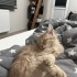 ALERJİ SEBEBİYLE YUVA ARIYOR fotoğraf