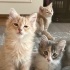 ALERJİ SEBEBİYLE YUVA ARIYOR fotoğraf