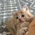 ALERJİ SEBEBİYLE YUVA ARIYOR fotoğraf