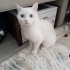 ÜCRETSİZ CİNS KEDİ fotoğraf