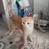 ÜCRETSİZ CİNS KEDİ fotoğraf