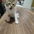 Minicik annesiz tekir fotoğraf