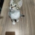 Minicik annesiz tekir fotoğraf