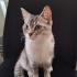 Loki'nin yeni hikâyesi fotoğraf