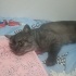 Zeytin oğlumuz yuva arıyor fotoğraf