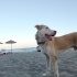 Vega Yuva Arıyor fotoğraf