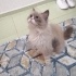 Ücretsiz sahiplenme ragamuffin kedi acil yuva fotoğraf