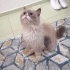 Ücretsiz sahiplenme ragamuffin kedi acil yuva fotoğraf