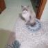Ücretsiz sahiplenme ragamuffin kedi acil yuva fotoğraf