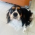 King Charles Spanial. Bebeğimizin alerjis nedeni ile evlat edindirmek istiyoruz. fotoğraf