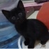 KEDİ DÜNYASININ EN CANAYAKIN EN AKILLI BEBEĞİ İÇİN AİLE OLUR MUSUNUZ?