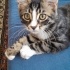 UYSAL,CANAYAKIN, YUMUŞACIK POFUDUK BEBEK KEDİCİK İÇİN AİLE OLUR MUSUNUZ?