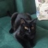 ÜCRETSİZ BABA SCOTTISH FOLD , ANNE SİYAM 06.12.2024 DOĞUMLU