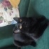 ÜCRETSİZ BABA SCOTTISH FOLD , ANNE SİYAM 06.12.2024 DOĞUMLU fotoğraf