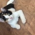 Çok akıllı  bir kedi fotoğraf