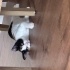 Çok akıllı  bir kedi fotoğraf
