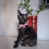 İZMİR 0 BİR ŞANS KEDİSİ TORTOİSESHELL CİNSİ fotoğraf