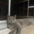 SOKAĞA TERK EDİLMİŞ GÖLGE'YE ÖMÜRLÜK YUVA fotoğraf