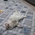 British longhair kedi sahiplendirme