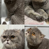 Acil yuva arıyor; bal gözlü, Scottish fold cins kedi fotoğraf