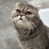 Acil yuva arıyor; bal gözlü, Scottish fold cins kedi fotoğraf