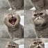 Acil yuva arıyor; bal gözlü, Scottish fold cins kedi fotoğraf