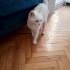 KAR TOPU MİA YUVA ARIYOR fotoğraf