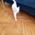 KAR TOPU MİA YUVA ARIYOR fotoğraf