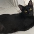 Oyuncu bir kedi fotoğraf
