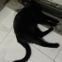 Oyuncu bir kedi fotoğraf