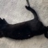 Oyuncu bir kedi fotoğraf