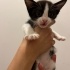 4 Yavru Kedi Acil Sahiplendirme fotoğraf