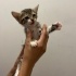 4 Yavru Kedi Acil Sahiplendirme fotoğraf