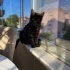 1 YASINDA KISIR, AŞILARI TAM BRİTİSH SORTHAİR fotoğraf