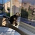 1 YASINDA KISIR, AŞILARI TAM BRİTİSH SORTHAİR fotoğraf