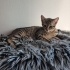 Acil yuva aranıyor fotoğraf
