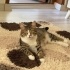 Lokuma ömürlük yuva fotoğraf