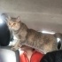 Latte cok uyumlu pamuk şekeri bir kız fotoğraf