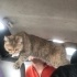 Latte cok uyumlu pamuk şekeri bir kız fotoğraf