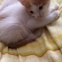 Samsun içi 3 Erkek Yavru Kedi fotoğraf