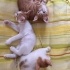 Samsun içi 3 Erkek Yavru Kedi fotoğraf