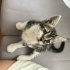 Yeni doğmuş Minik Kedicik fotoğraf